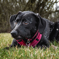 Tierschutzverein Pfotenglück Schwaben e.V. - powered by Bscout® - Faire Suchmaschine & Netzwerk!